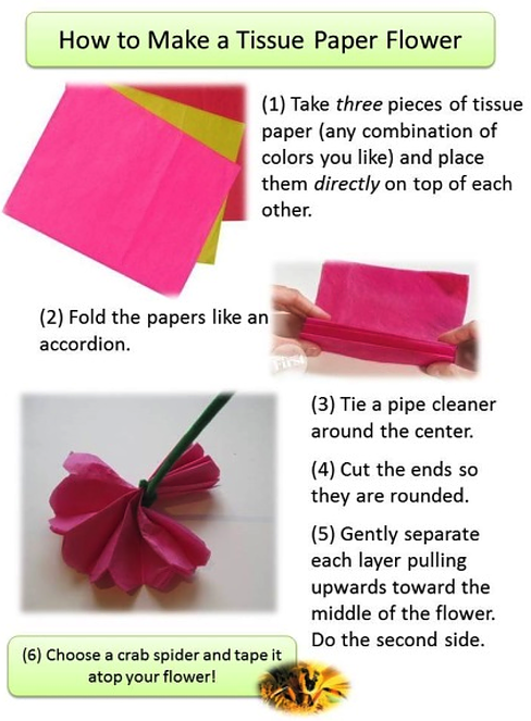 Tissue Paper Flower – Hebets Lab